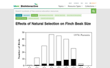 Effects of Natural Selection on Finch Beak Size